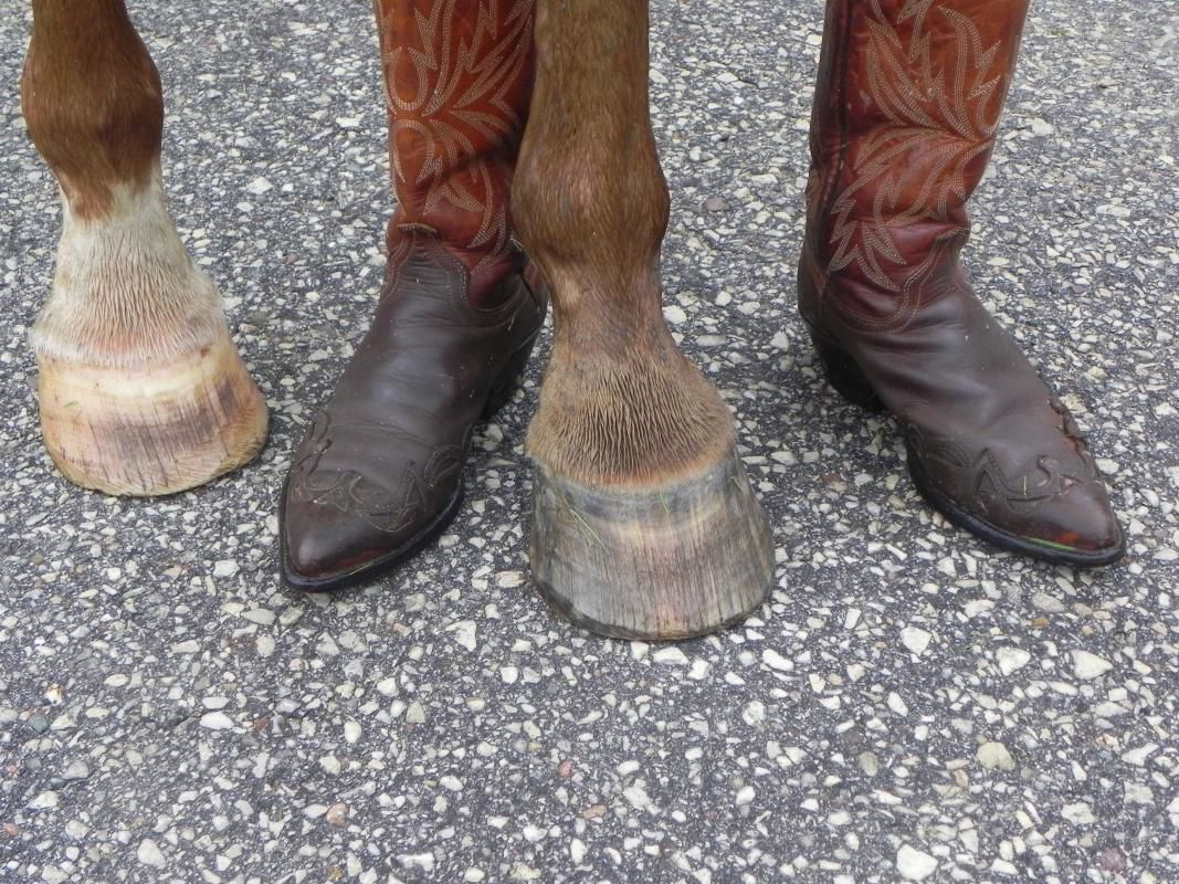 Lisa Gray: Four Feet